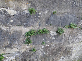 Asplenium ruta-muraria